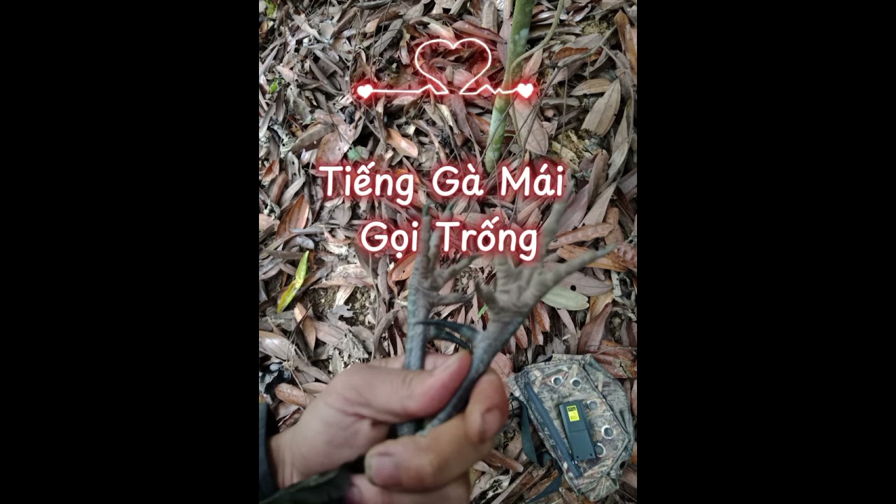 Tiếng gà mái rừng gọi trống 