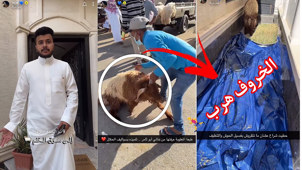 سنابات عيد الاضحى -- شرينا خاروف العيد 🐑🐑