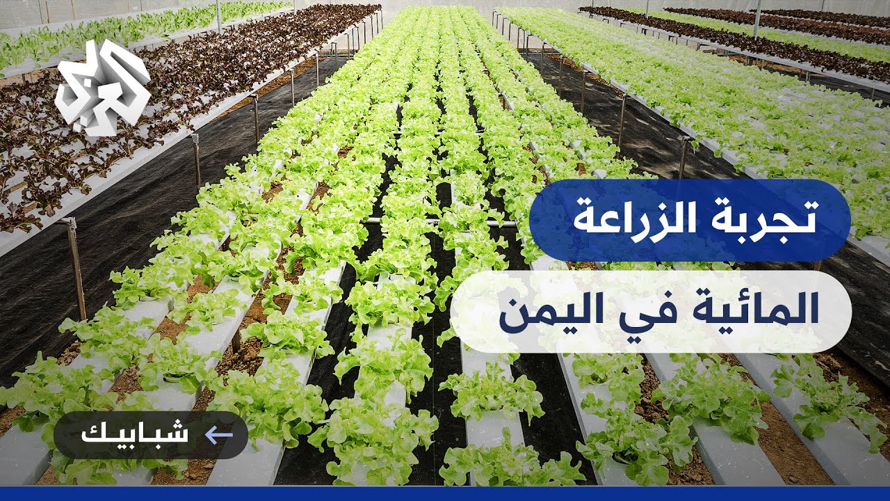 الزراعة المائية في اليمن .. تكلفة أقل وجودة أفضل