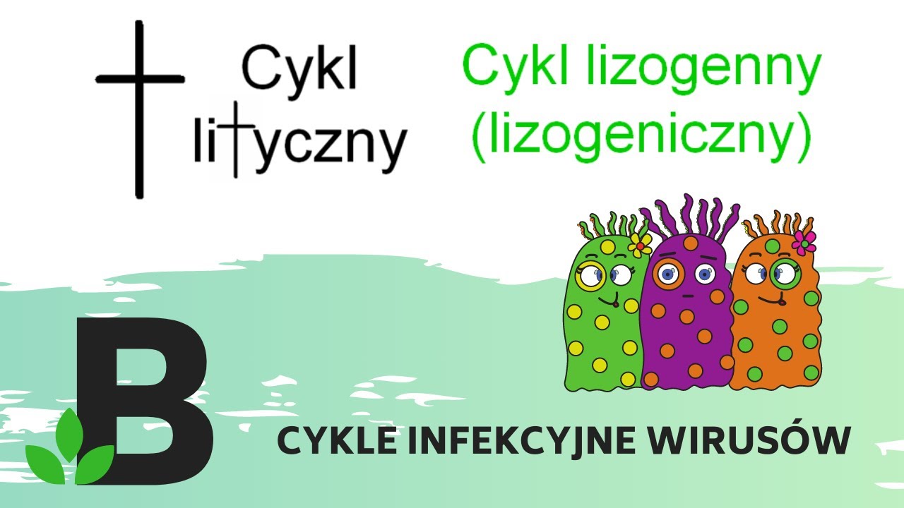 Cykl lityczny i cykl lizogenny = lizogeniczny wirus&oacute;w  - Wirusy - KOREPETYCJE z BIOLOGII - 318