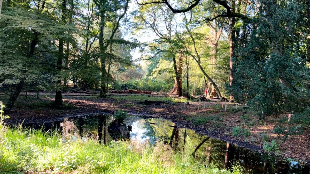 Woodland Restoration Project