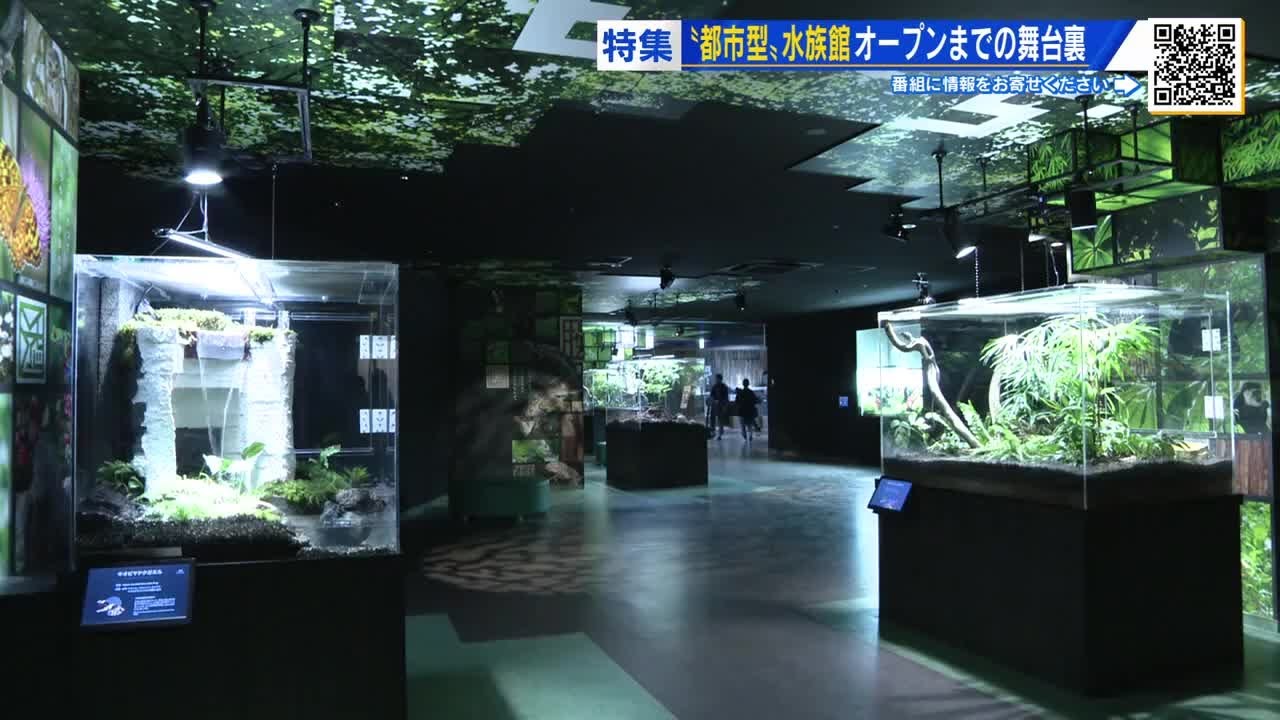 都市型水族館「広島もとまち水族館」10月31日 オープン 　その舞台裏＆奮闘する新人飼育員に密着 (2025/10/30 19:02)