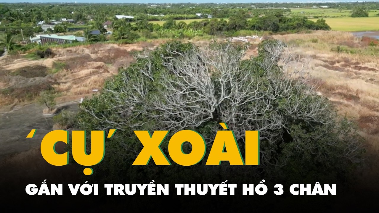 Cây xoài 5 người ôm mới xuể và cổ miếu gắn với truyền thuyết hổ 3 chân ở Cà Mau