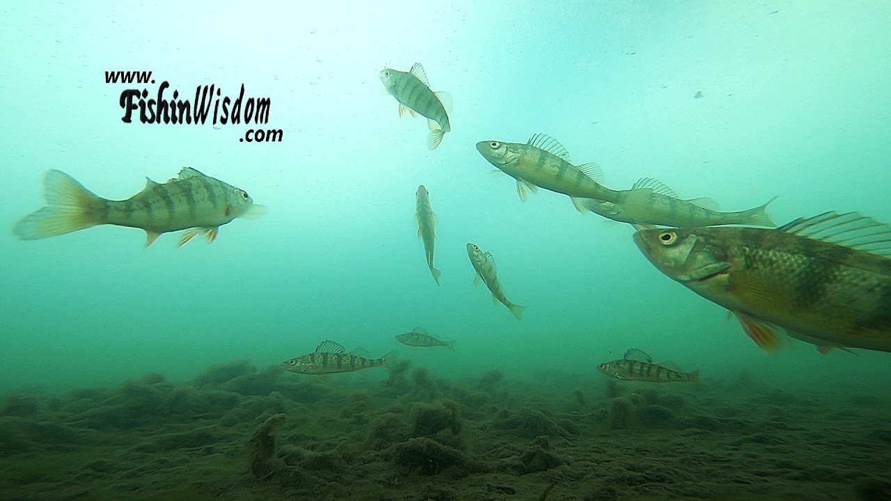 -Fish Reactions 004-
