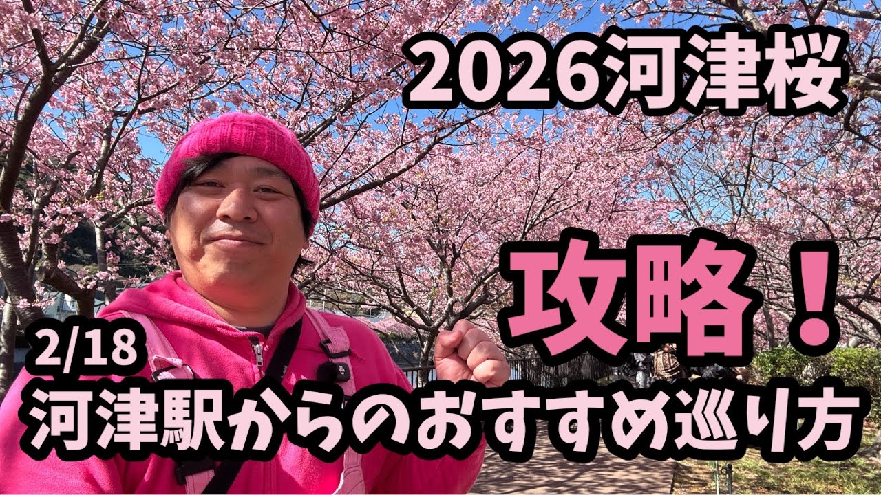 【2026河津桜】 2/18 駅からおすすめまわり方　おすすめスポット　開花情報　開花状況　ライブカメラ kawazu Cherry blossom sakura 開花