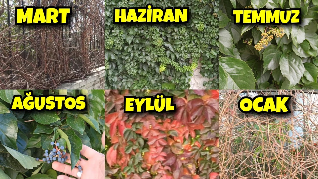 Her Mevsim Güzel Ama Sonbaharda Bambaşka