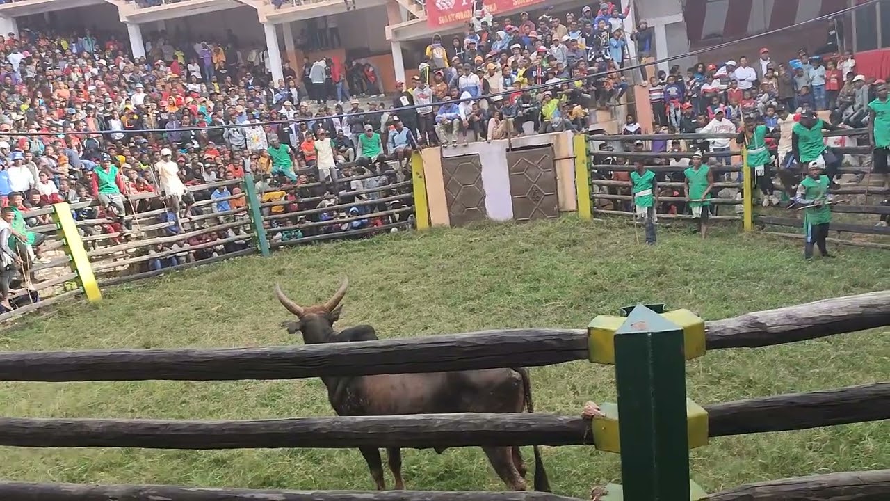 savika somacodis