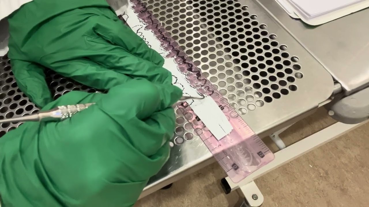 VTECH 2213: Scaling on a Dental Model