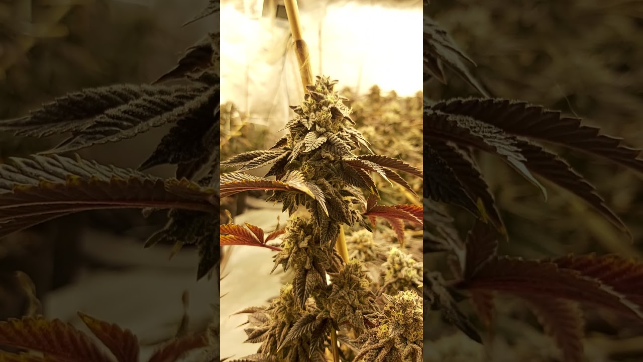 BC BUD. Chemfire, Omg, Rockstar, Meat Breath, Frosted Mac and Gorilla skittles. week ⁷