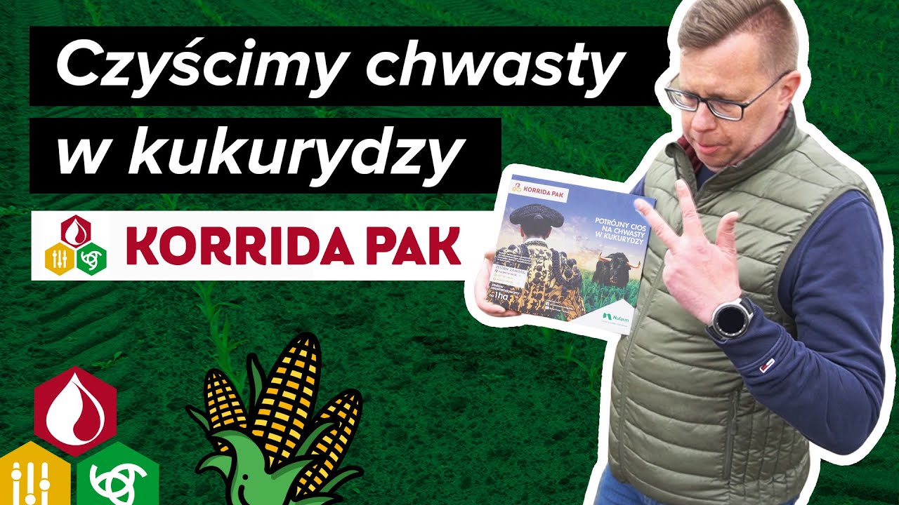 Czyścimy kukurydzę z chwastów prawdziwym bykiem KORRIDA PAK ☆ Nufarm 🌽🔥 Poletka odmianowe MIFARM