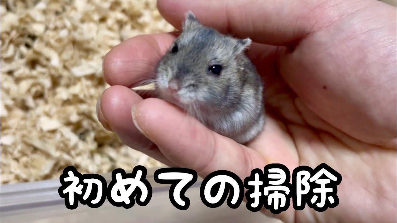 ジャンガリアンとロボロフスキーハムスターが一緒に暮らすお部屋初めての掃除