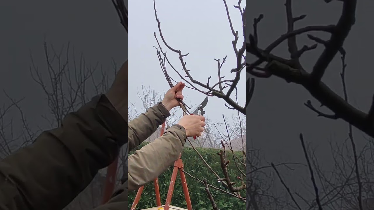 Преди да режеш крушата… гледай това видео!