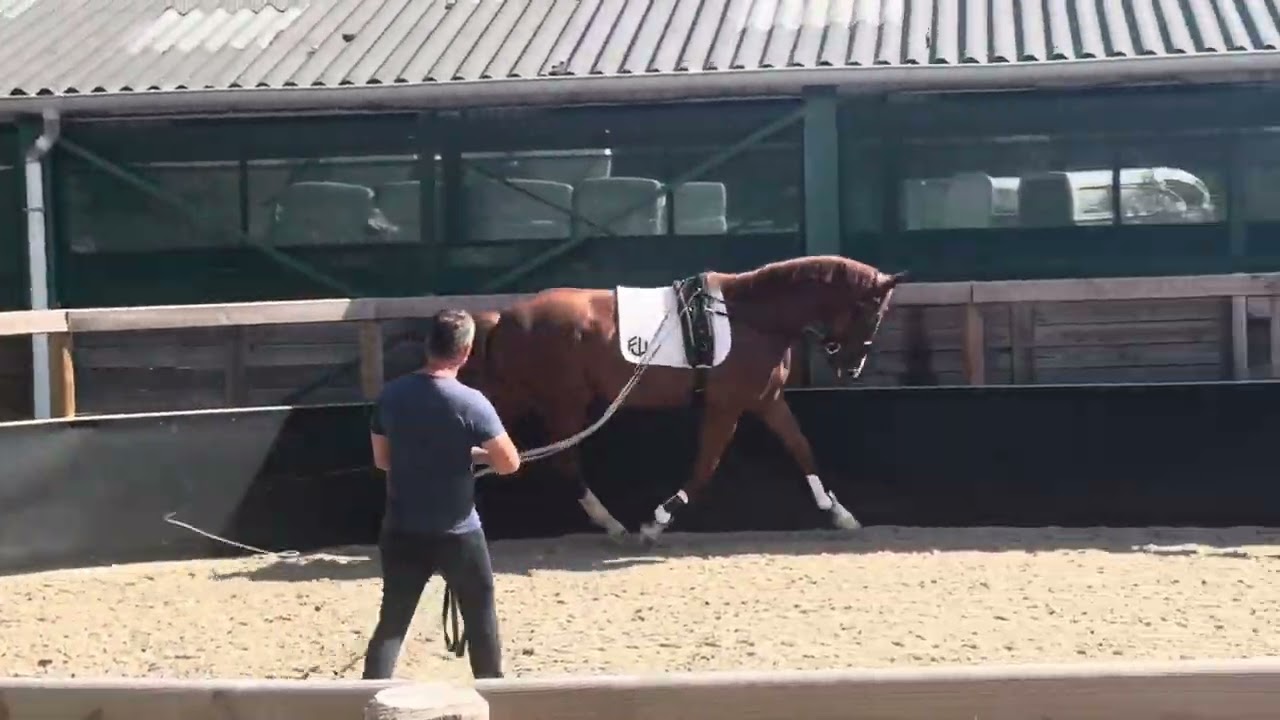 Sold: Sezuan’s Donnerhall x Rubin Royal. Gelding 2022