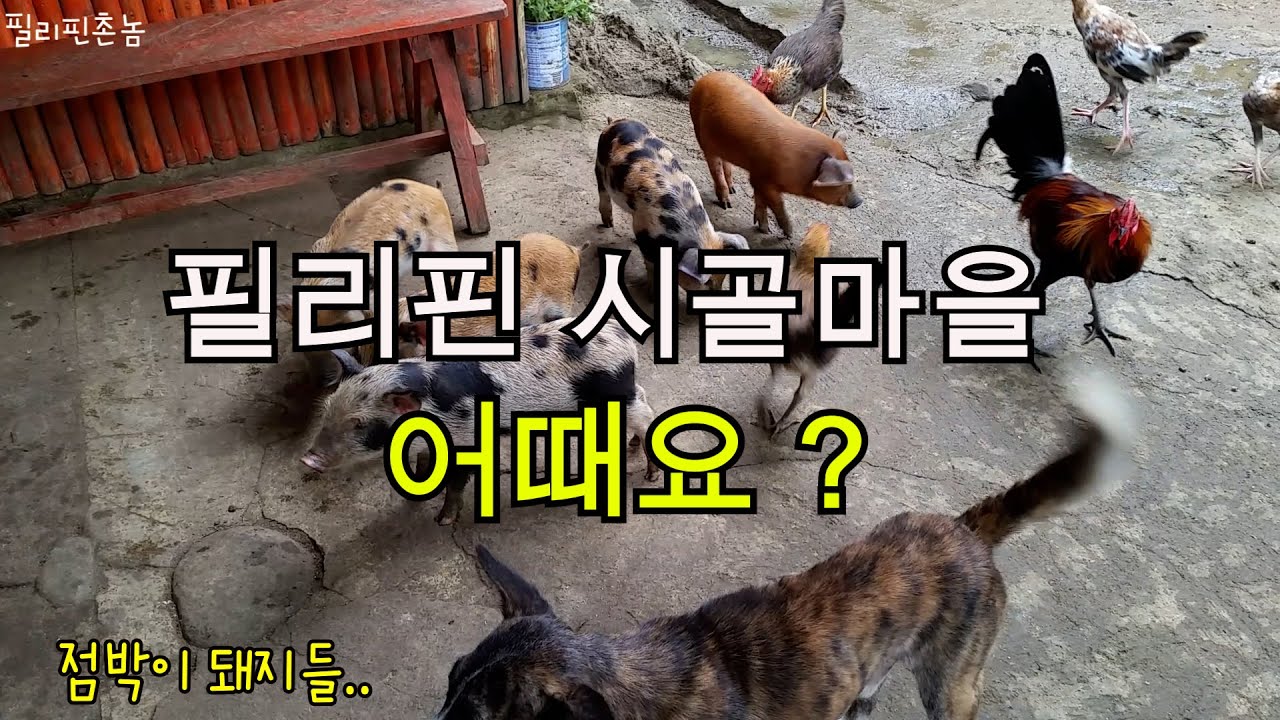 필리핀시골 농촌마을 풍경 🌴