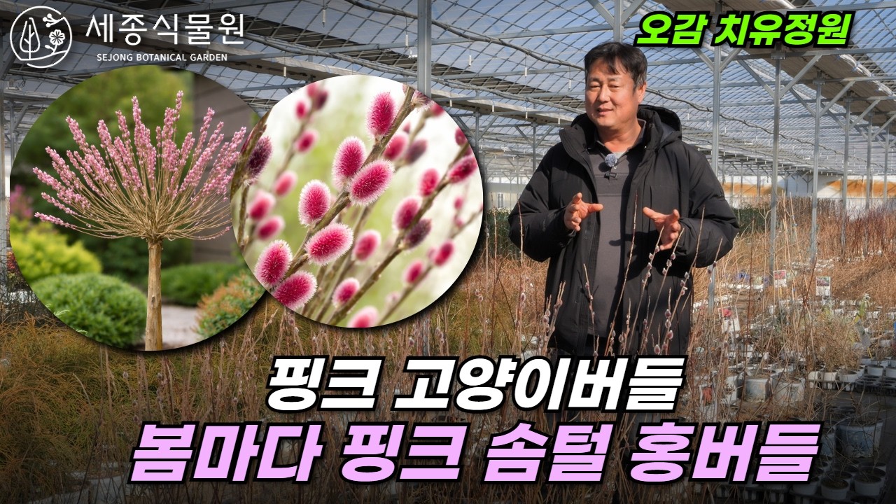 핑크 고양이버들 홍버들｜오감 치유정원 Salix ‘Mount Aso’  #셀릭스 #갯버들 #정원