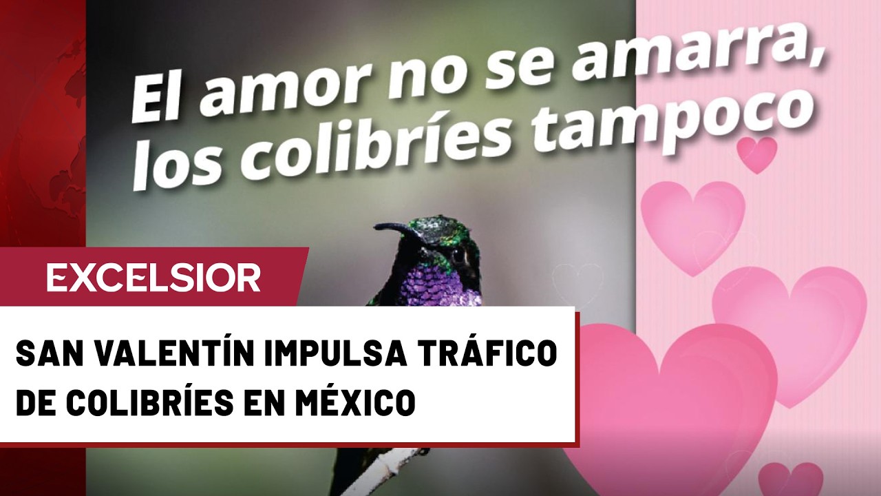 Profepa pide no comprar colibríes como amuletos este 14 de febrero