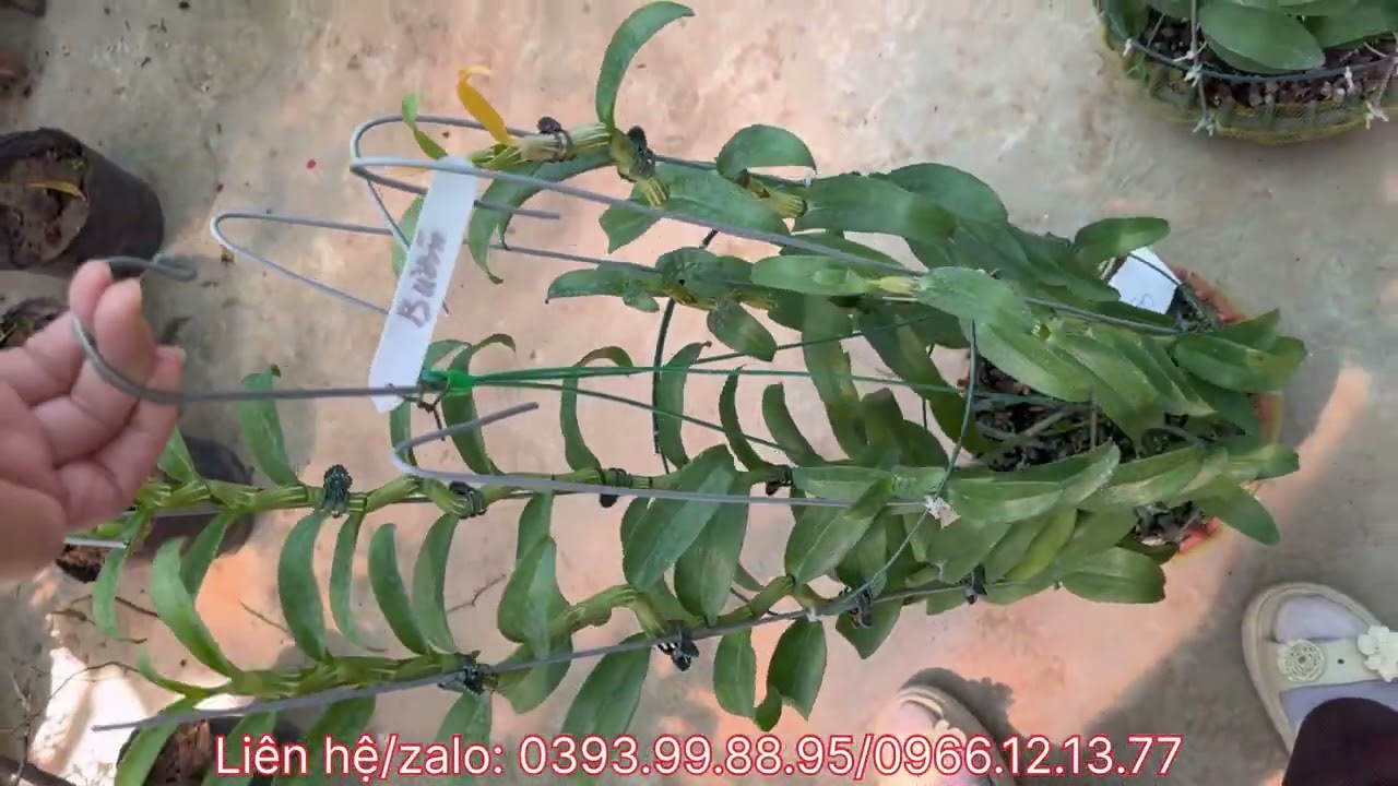 Trưa 10/03 rất nhiều mặt hàng mới siêu hot cập bến ạ