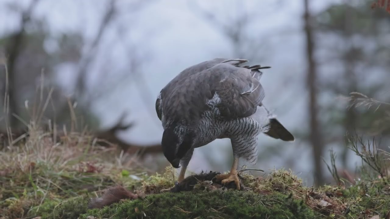 Goshawk at Nævrabu