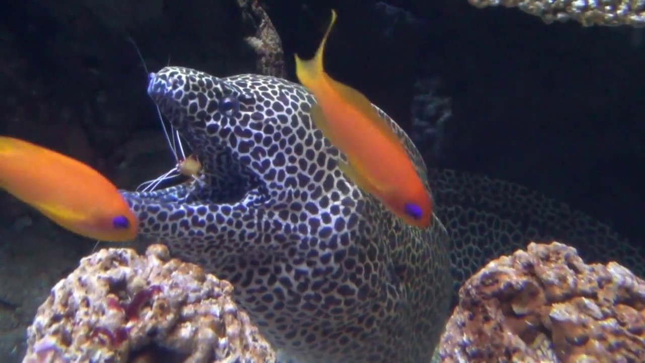 Diergaarde Blijdorp - Murenen in Great Barrier Reef