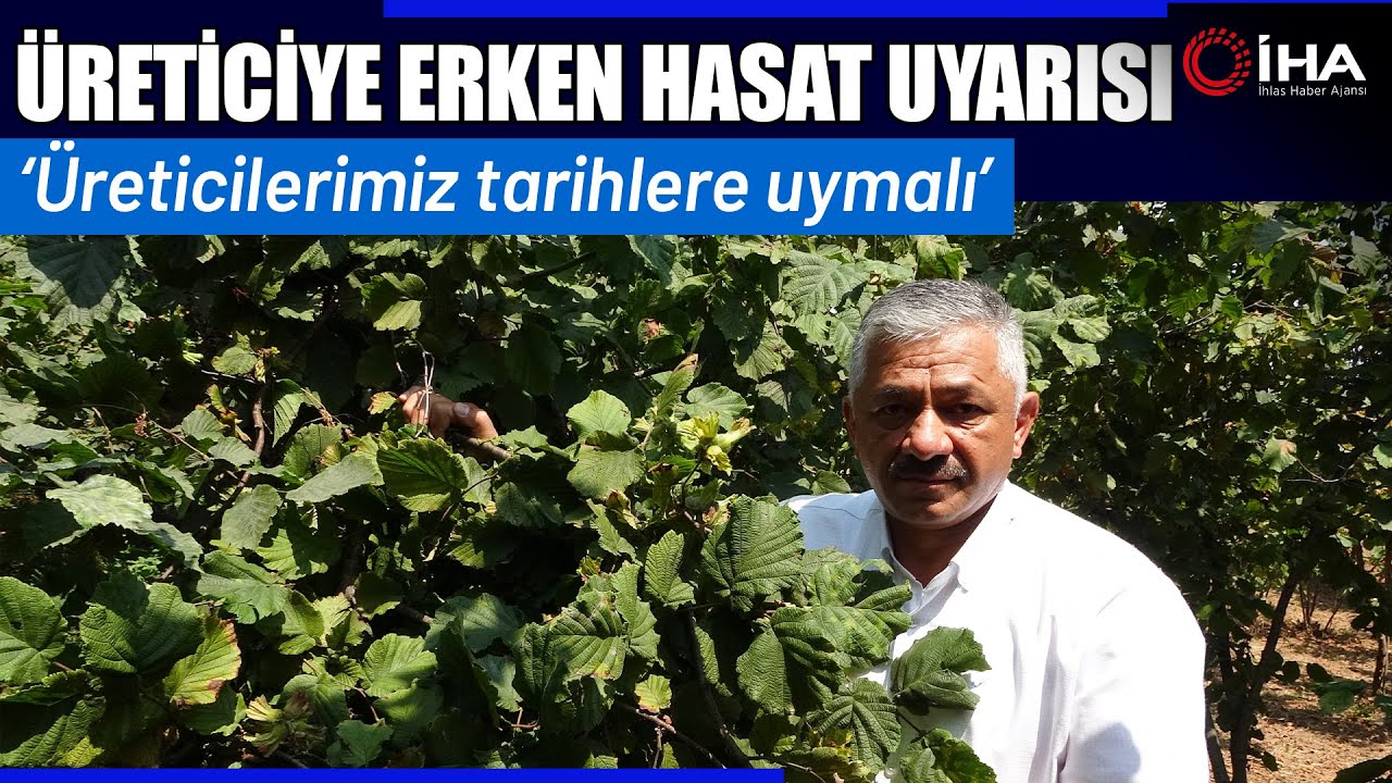 Ordu'da Fındık Hasat Tarihleri Açıklandı