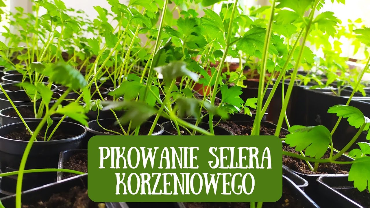 Pikowanie selera korzeniowego, o czym warto pamiętać? Jak uprawiać seler korzeniowy?