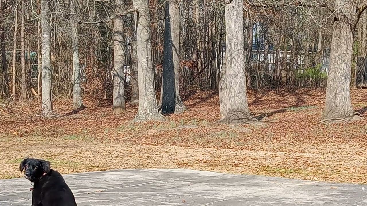 THE BIGFOOT THAT CAME TO BREAKFAST JANUARY 2026