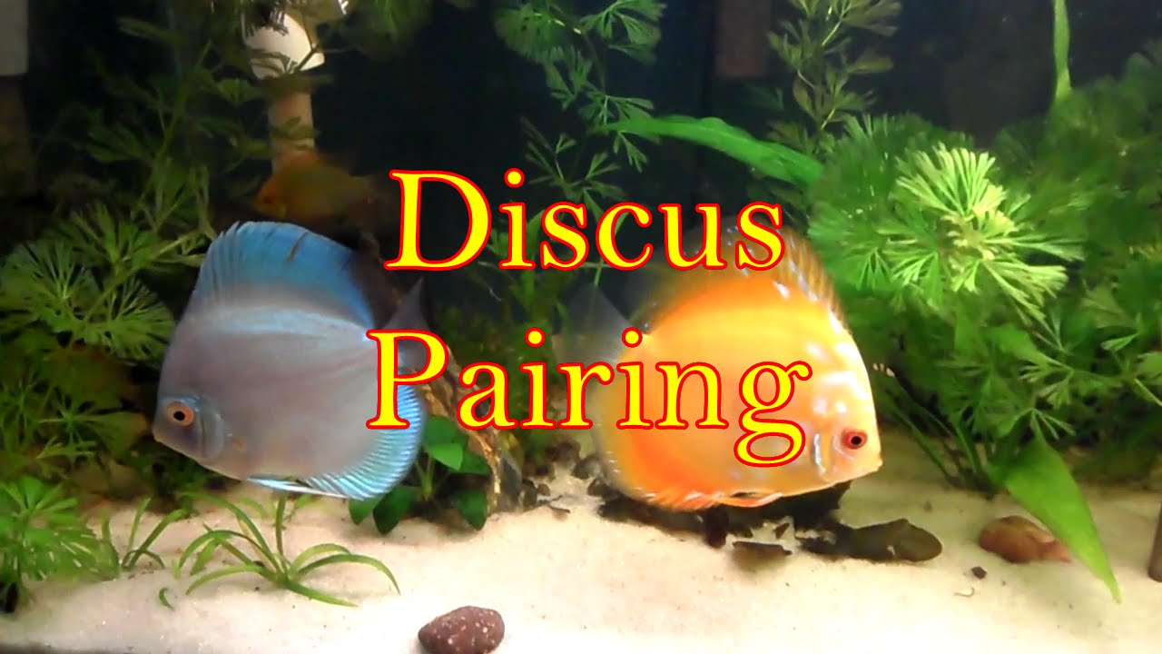 33.Discus Pairing Experiment