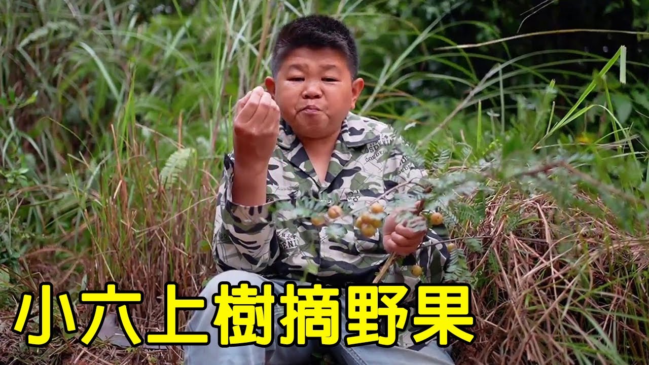 小六上山爬樹摘野果，坐在枝頭吃飽，大山裡資源真豐富【小六逐夢】