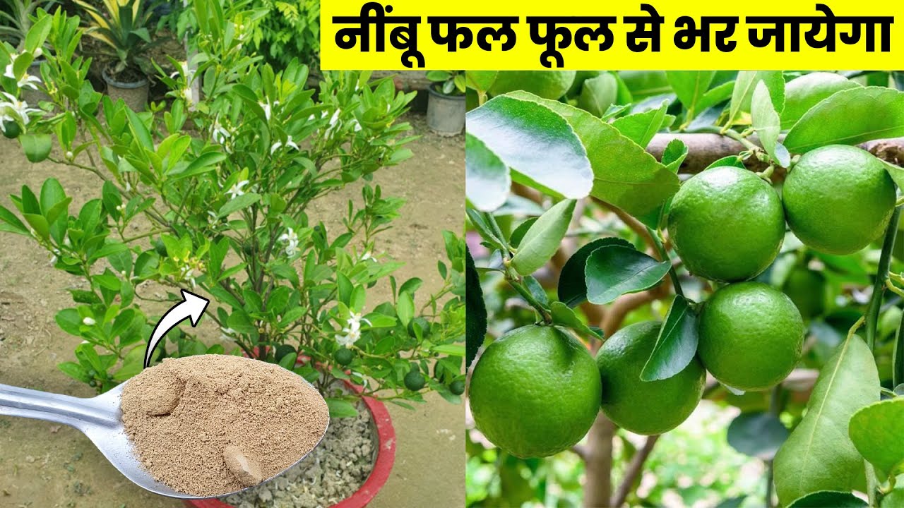 एक बार में नींबू फलों से भर जाएगा | Fertilizers for Lemon Plant | Home Garden