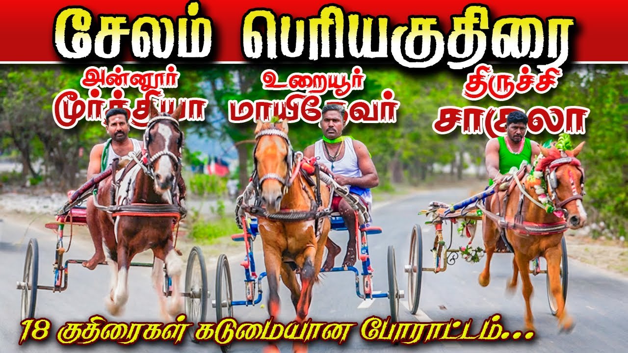 சேலம் பெரியகுதிரை - 25-01-2026 பந்தயம் Selam horse race#krish_studio_kattumavadi