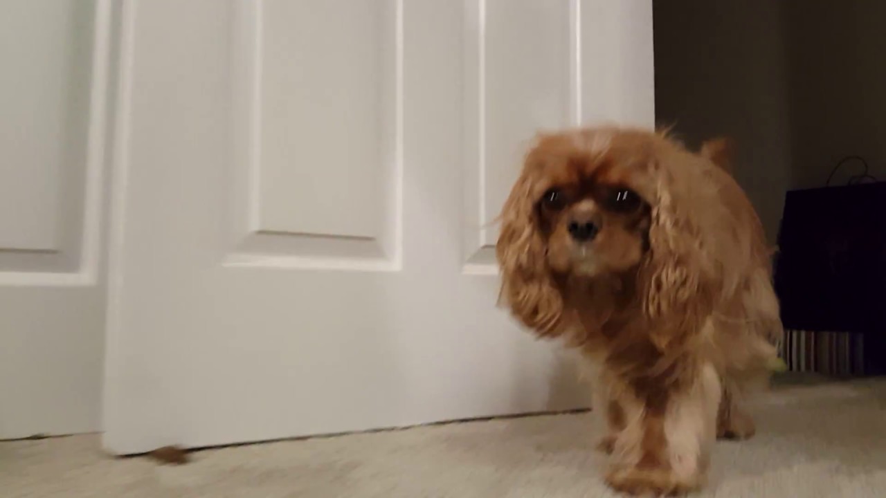 Yuzu Ruby Cavalier King Charles Spaniel play time