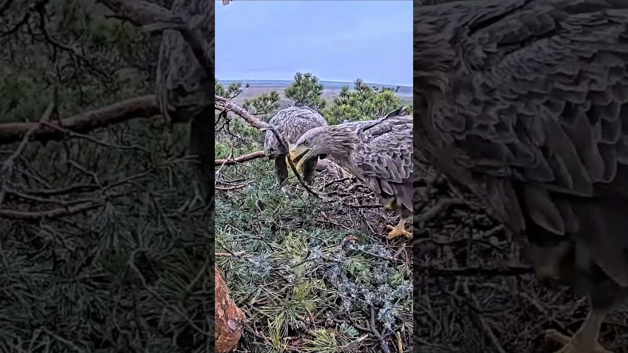 #birds #nest #wildlife #animals #nature #birdofprey #eagle