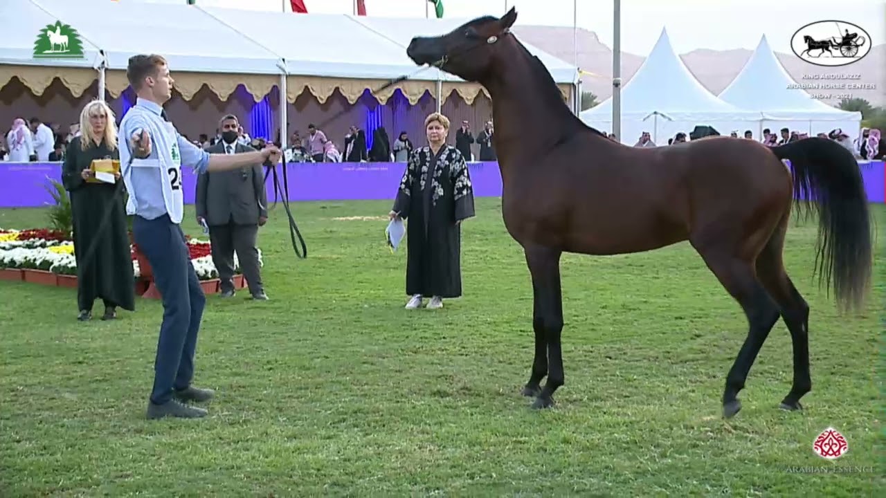 N 240 SG SU'OUD   King Abdulaziz Arabian Horse Center Show 2021   Colts 3 Years Old Class 9