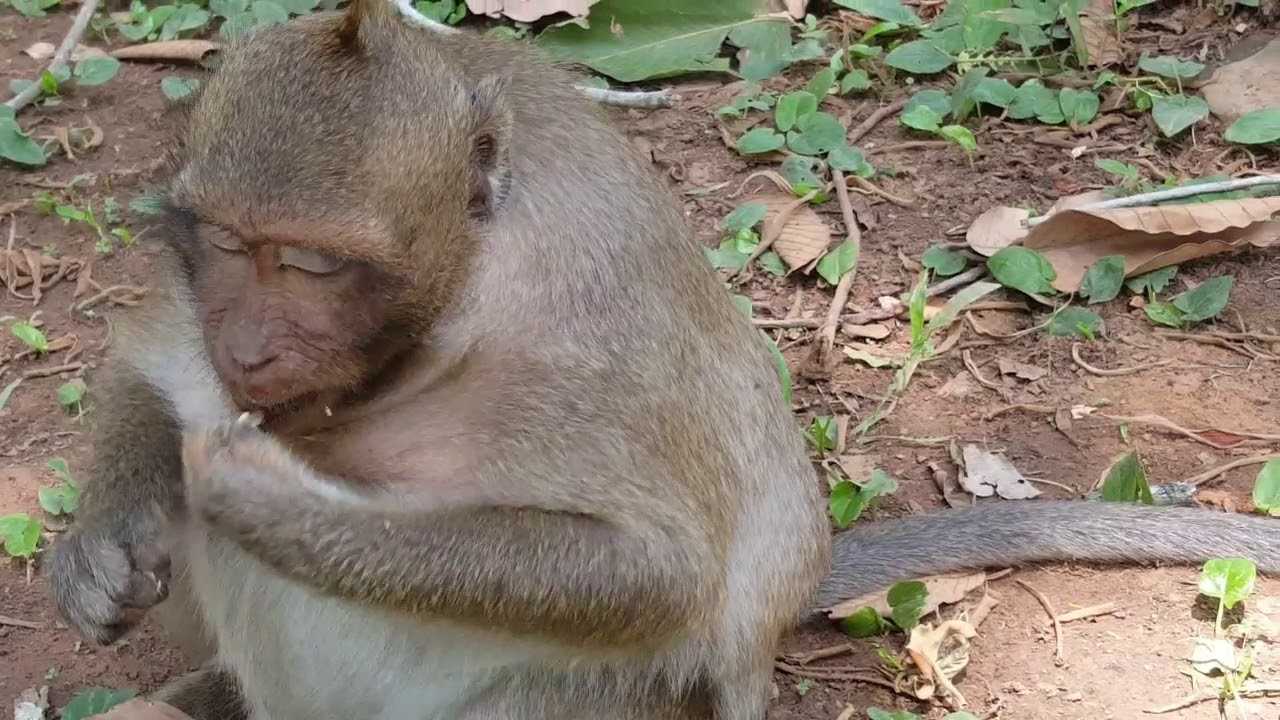 Poor Sweet Pea nothing to do without eating | SP monkey real life