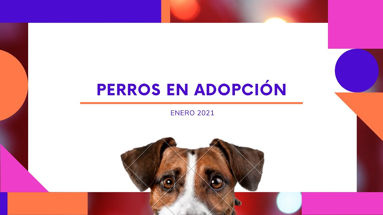 PERROS en ADOPCIÓN | MÁS QUE CHUCHOS (ASTURIAS)