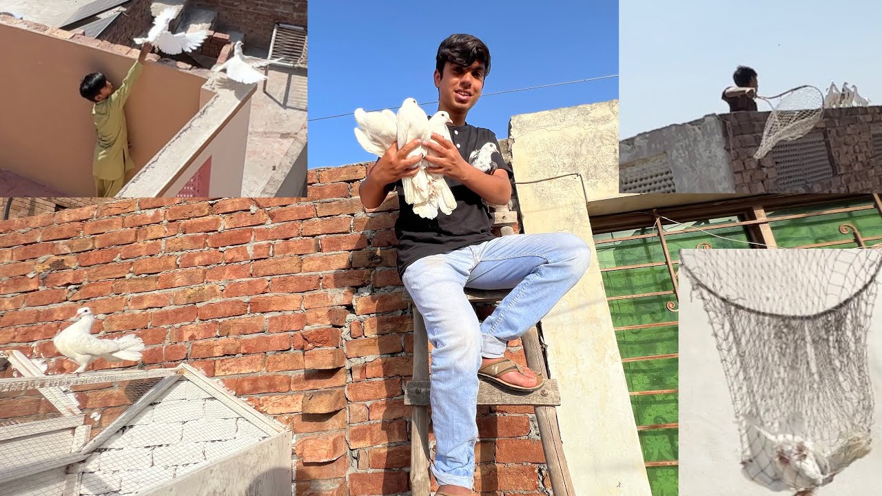Pahli Dafa 6 Kabotar Ak Sath Pakra 😍