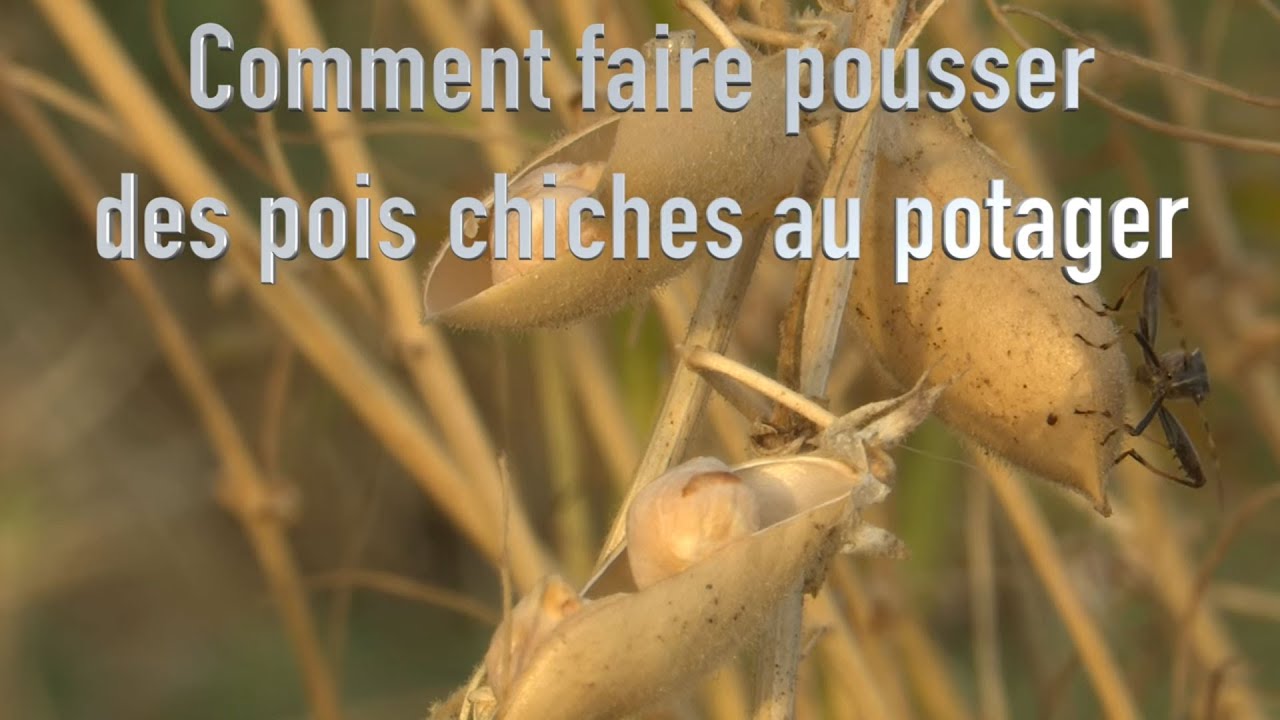 Comment faire pousser des pois chiches au potager