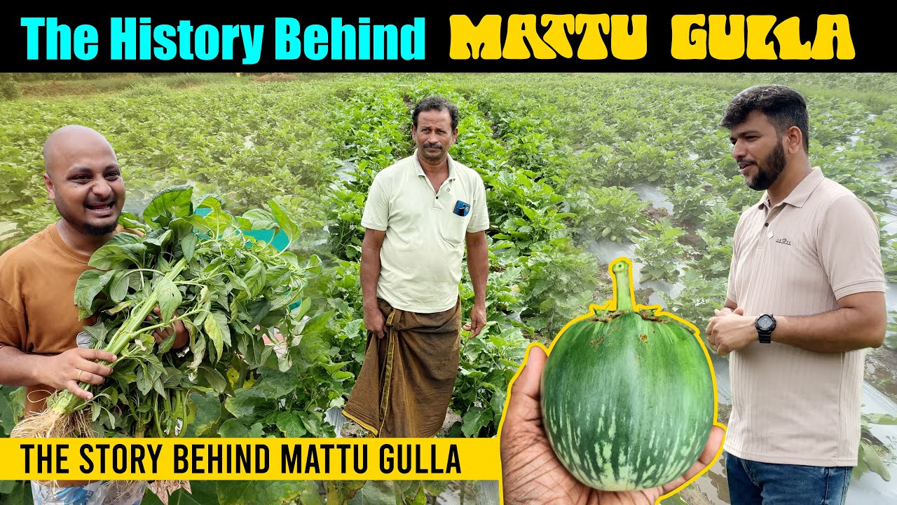 History of Mattu Gulla | Why this brinjal is only grown in Mattu? | Shutterboxfilms