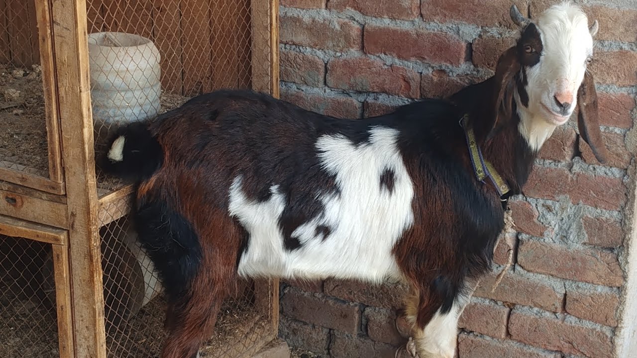 Hamari Goats Ka Khana Khatam Ho Gya 😭 