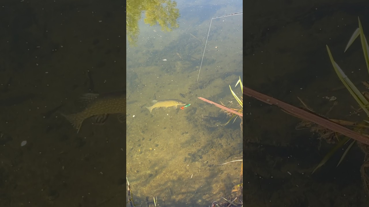 PIKE FISHING 🎣 #fishing #pike #spinning