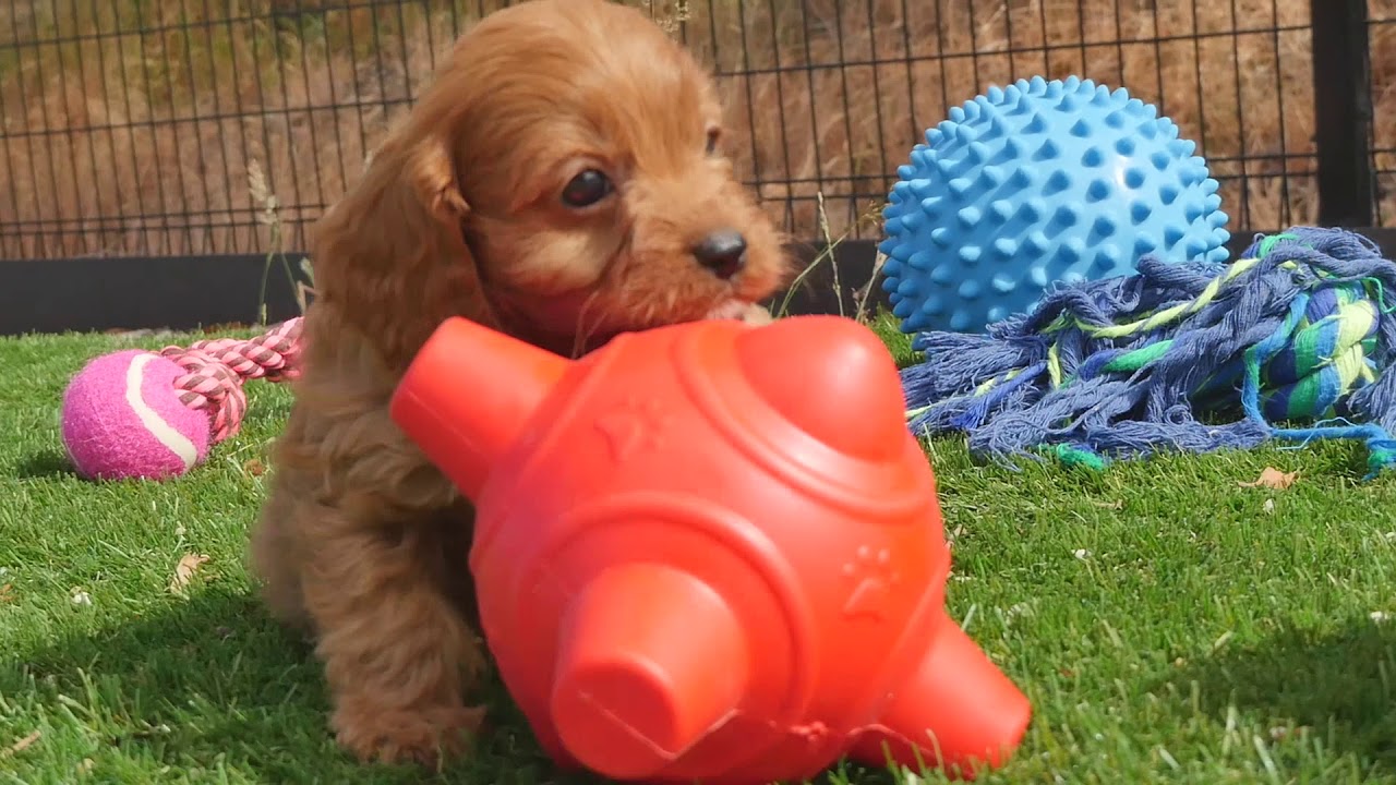 Toy Cavoodle puppies #CHEVROMIST