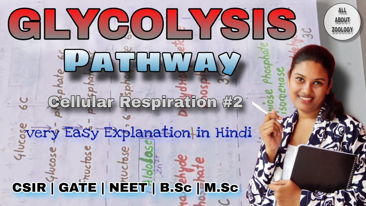 GLYCOLYSIS PATHWAY|| Explain in Detail || Hindi Explanation || Biochemistry
