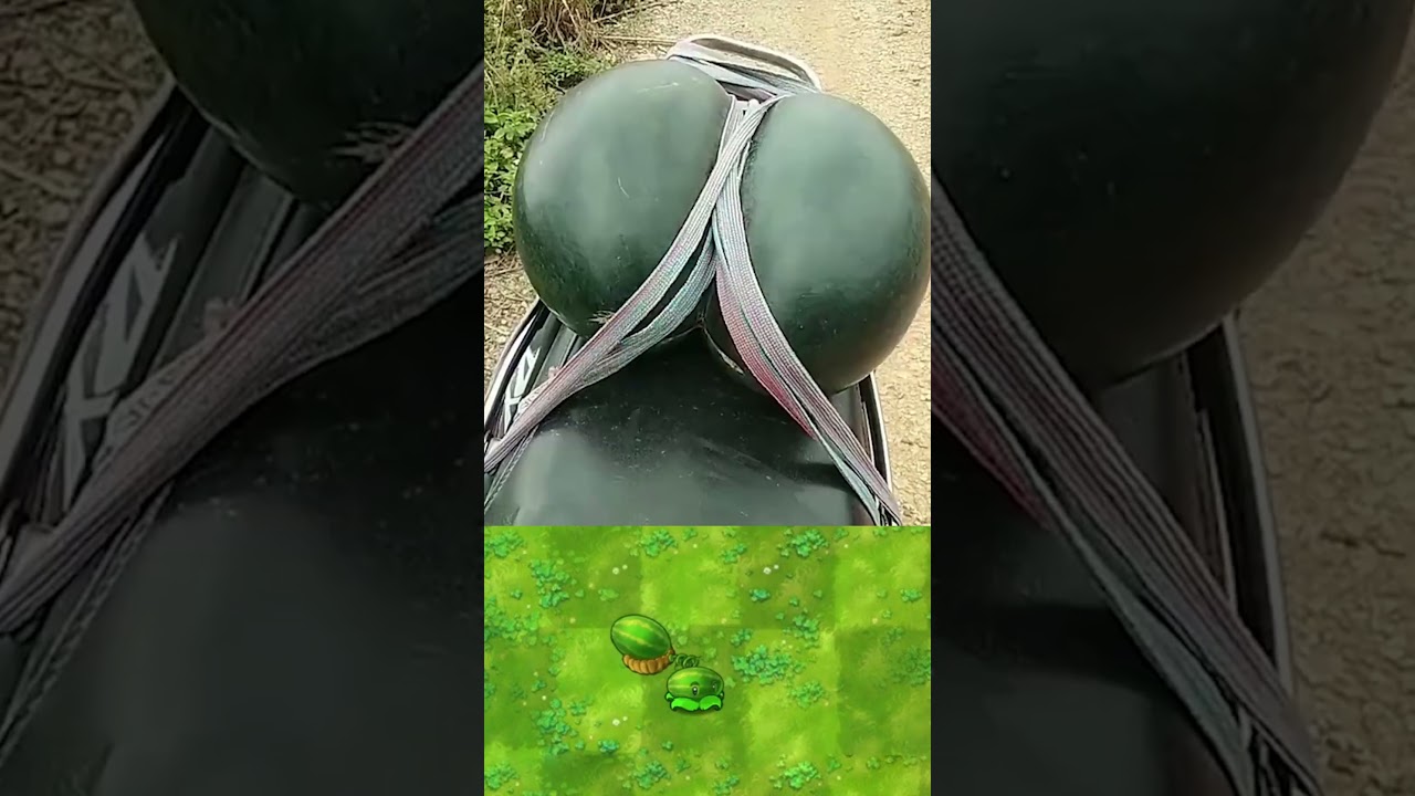 Most similar plant#pvz #pvzfusion