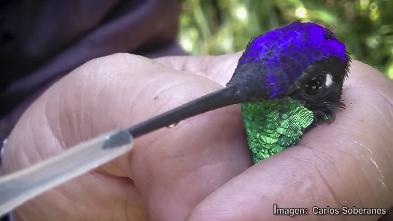 UNAM crea jardines para colibríes en la Ciudad de México