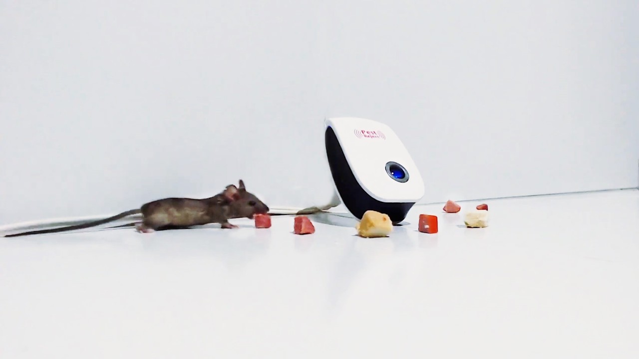 Ultrasonic Repellent or Trap Discover the Best Way to Keep Your Home Mouse Free