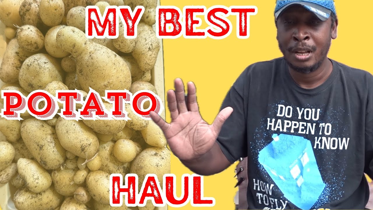 Final Potato Bucket Harvest 2025: My Best Haul This Year