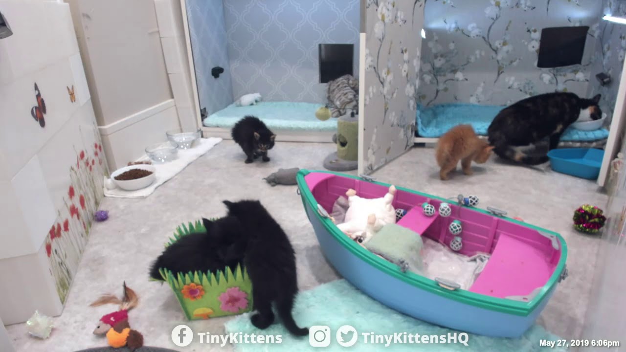 Iris gets poofy and stays that way - TinyKittens.com