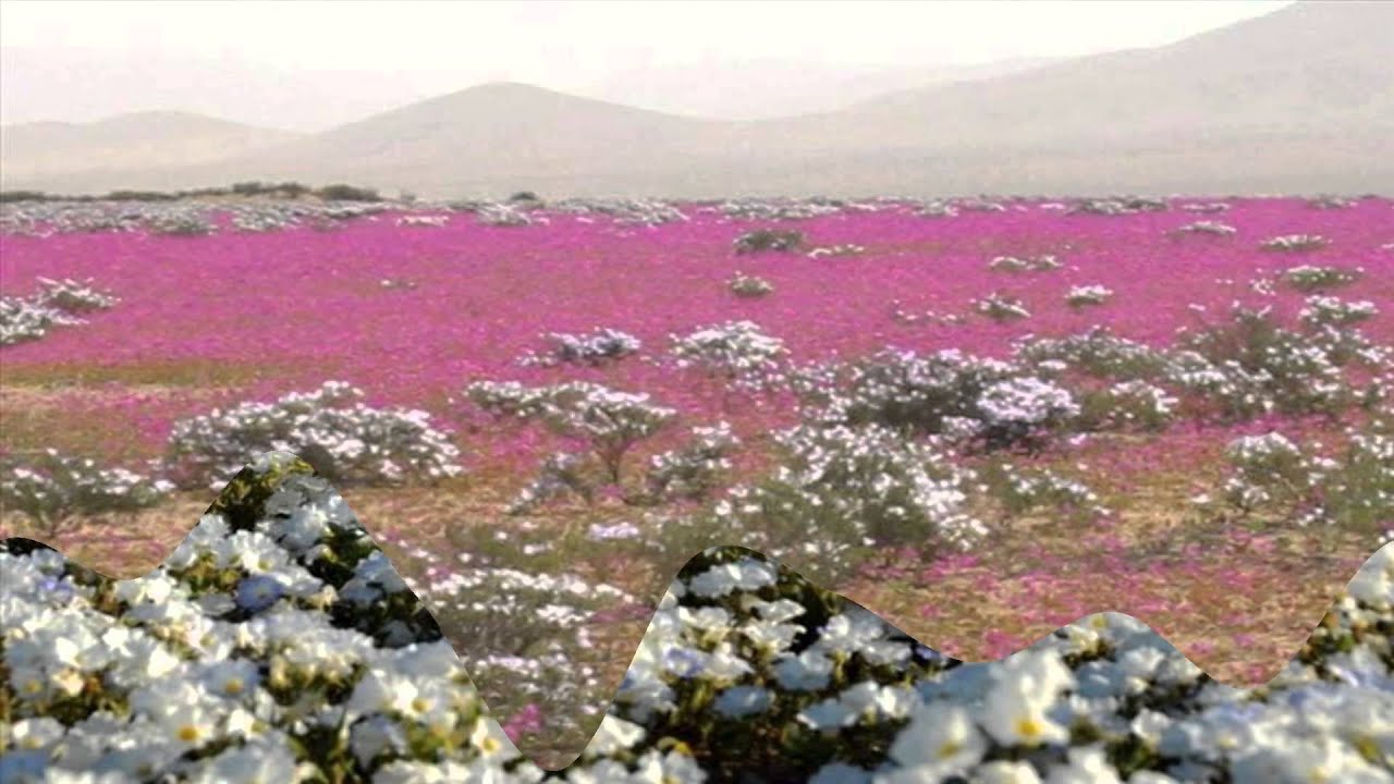 Desert Flowers of Atacama - Chile (HD1080p)