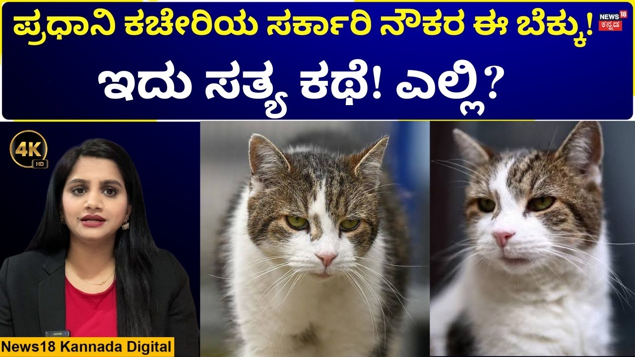 Britain's Most Famous Cat, Larry | ಸರ್ಕಾರಿ ನೌಕರನಾಗಿ ಕೆಲಸ ಮಾಡ್ತಿದೆ ಈ ಬೆಕ್ಕು! | N18V | 4K | N18G