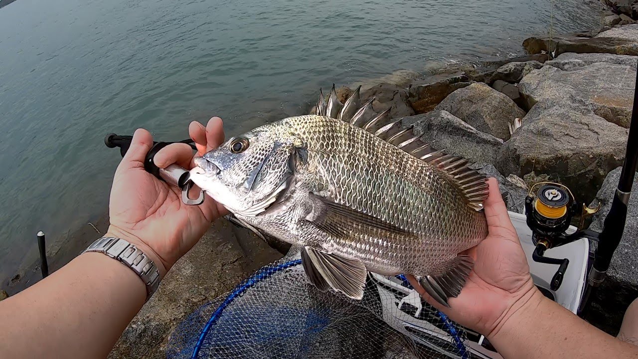 磯釣 | 半年後再來青山公路青龍灣，遇上一群鱲魚